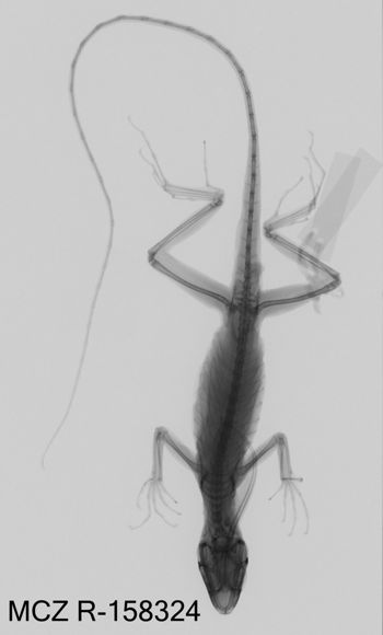 Media type: image;   Herpetology R-158324 Aspect: dorsoventral x-ray